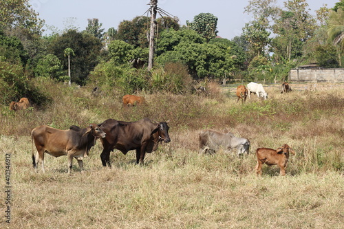 cow are eating grass in the field in Thailand nature background © Kriangsak