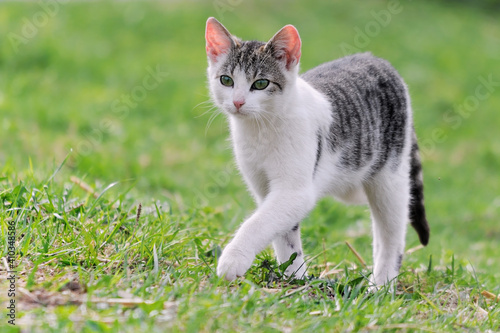 little kitten playing outdoor
