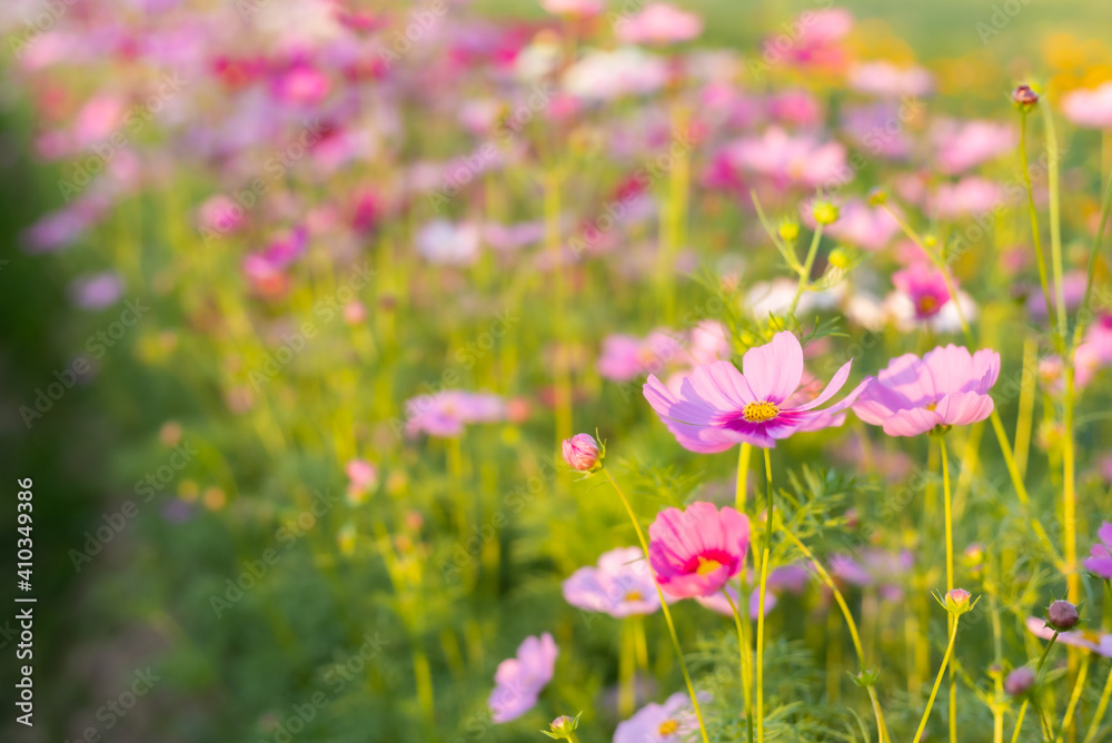 Cosmos red, pink, white blooming in the garden Cosmos red, pink, white blooming in the garden