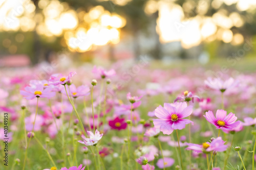 Cosmos red, pink, white blooming in the garden