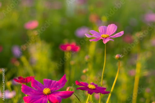 Cosmos red  pink  white blooming in the garden