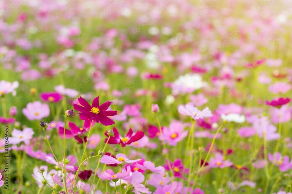 Cosmos red, pink, white blooming in the garden Cosmos red, pink, white blooming in the garden