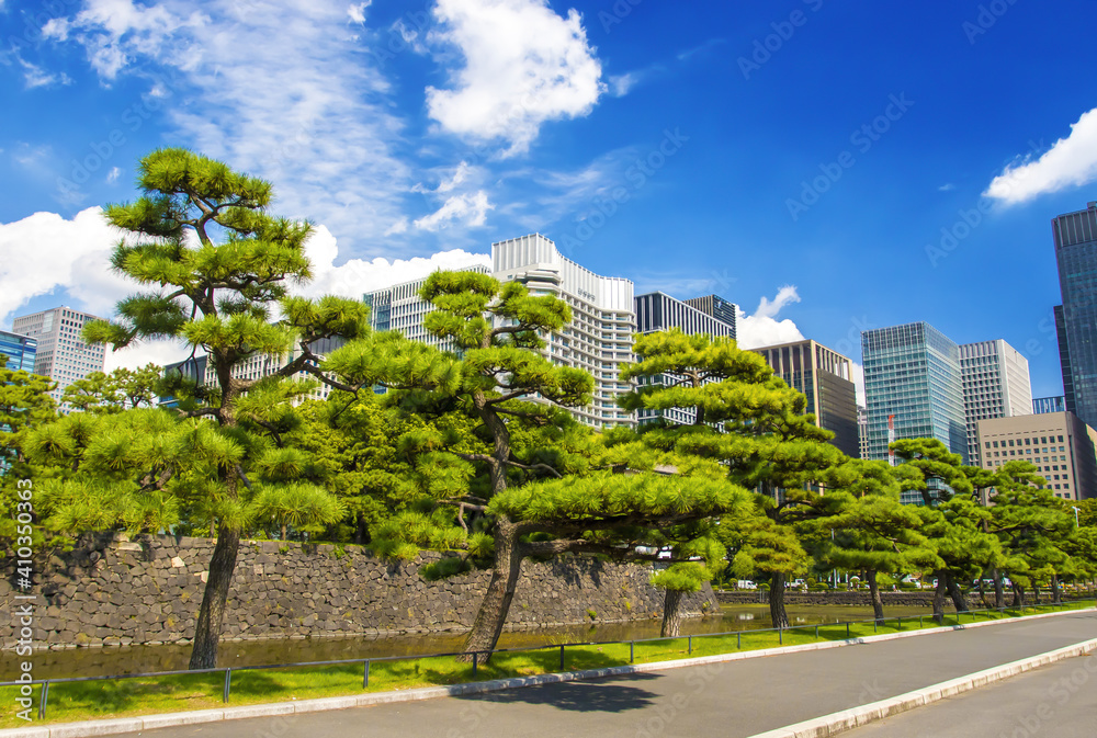 The picturesque cultivated pine trees in the garden of Tokyo Imperial Palace with the skyscrapers of Marunouchi commercial and financial district on the background. Tokyo. Japan