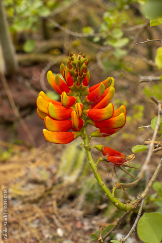 Colorful plant (Erythrina Verna) photo