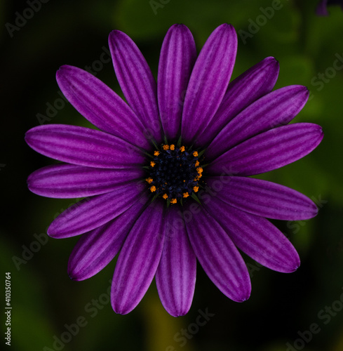 Purple River Daisy  Osteospermum Ecklonis 