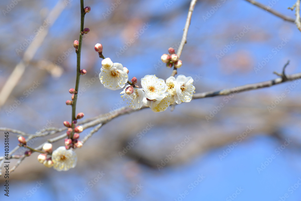 白梅 白梅