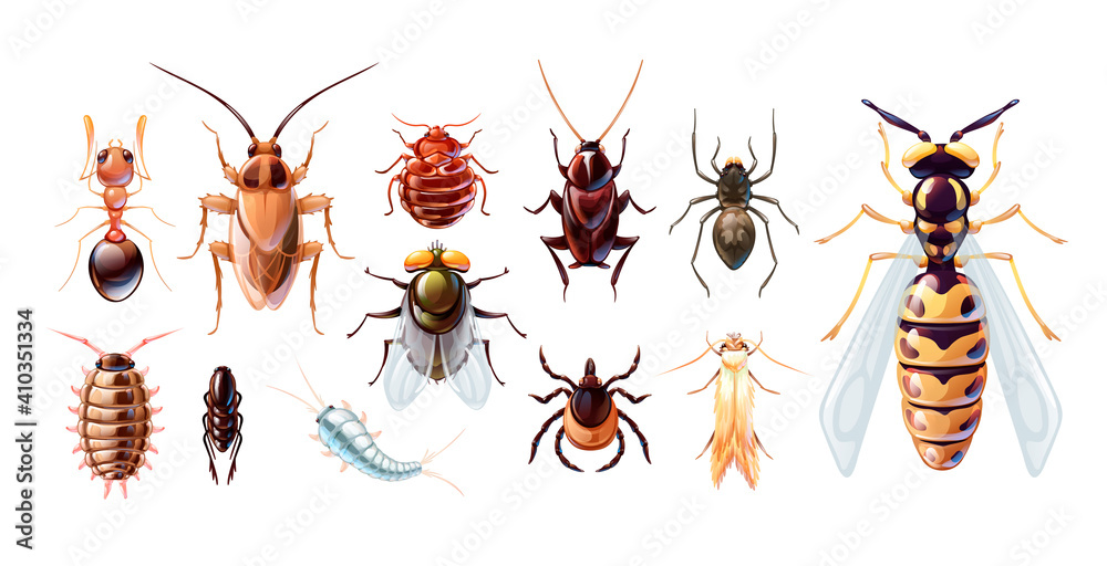 Common 2024 household insects