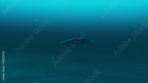 Closeup of Rorqual whale swimming in the deep blue ocean water  underwater scene of Rorqual whale  Beauty of sea life   4K High Quality  3d render