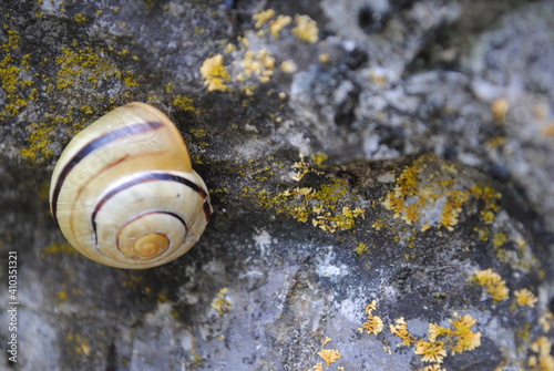 Snail on a Stone