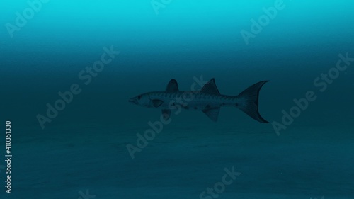Barracuda fish swimming in the clean deep blue ocean water, Beauty of sea life, 4K high Quality.3d render © 💘♠ Aldrick ♠💘