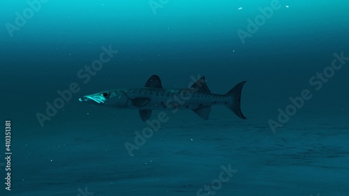 Closeup of Barracuda fish swimming in the clean deep blue ocean water, Beauty of sea life, 4K high Quality.3d render