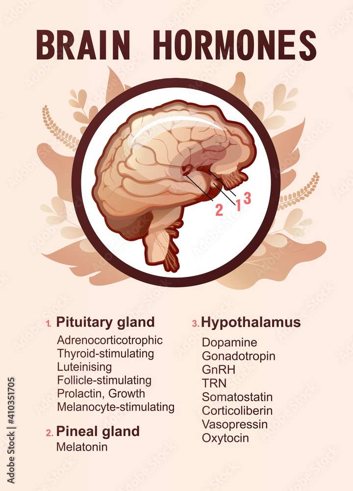 Human Brain Hormones Information Poster Stock Vector Adobe Stock