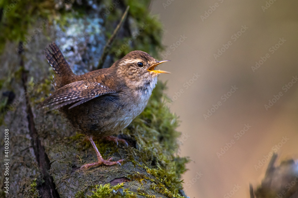 Fototapeta premium Zaunkönig (Troglodytes troglodytes) singend