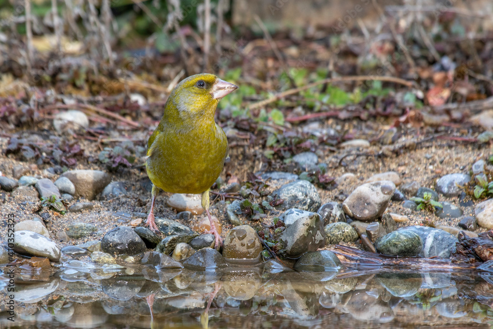 Grünfink (Carduelis chloris) an Wasserstelle Grünfink (Carduelis chloris) an Wasserstelle