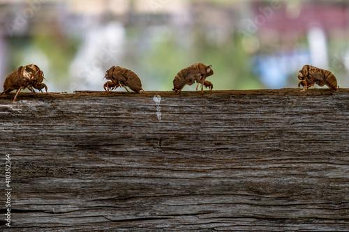 Abandoned exoskeletons of cicadas - closeup with shallow focus © Greg Brave