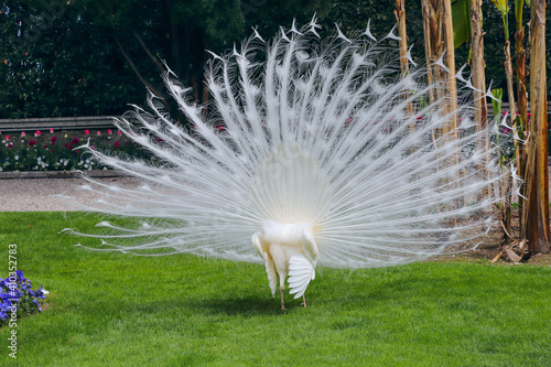 White peacock with its splendid open tail and beautiful feathers in the botanical garden of Isola Bella, Lago Maggiore, Italy, Europe