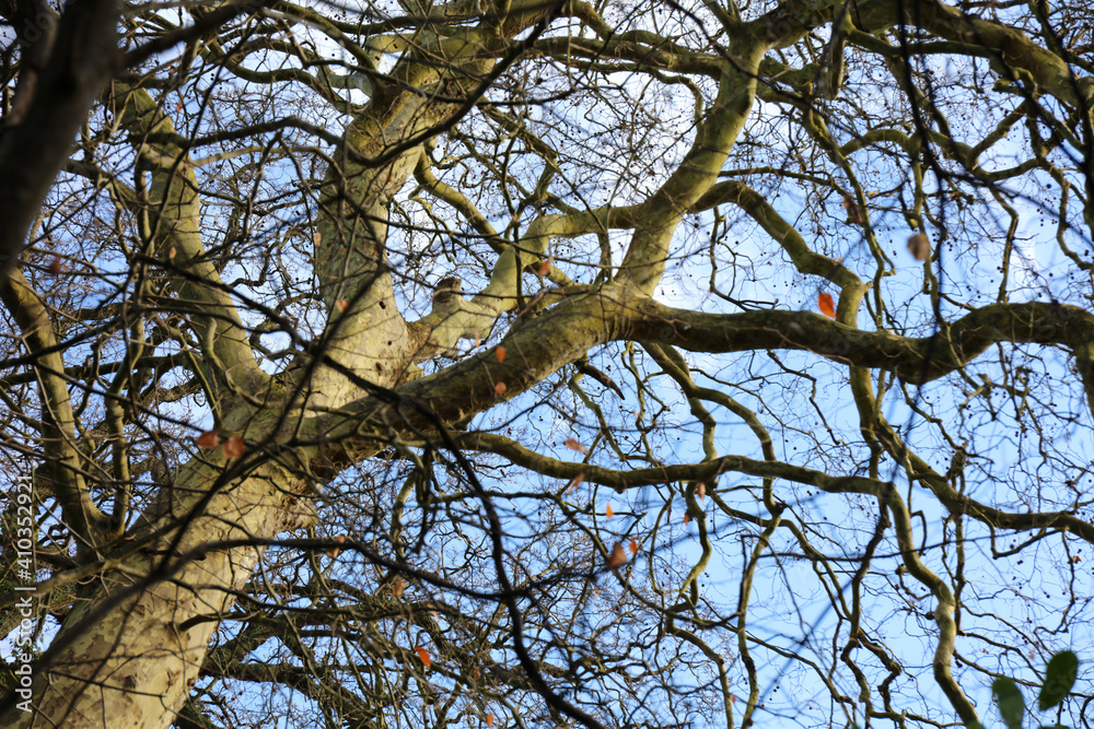 Tree branches from below against blue sky without leaves Tree branches from below against blue sky without leaves