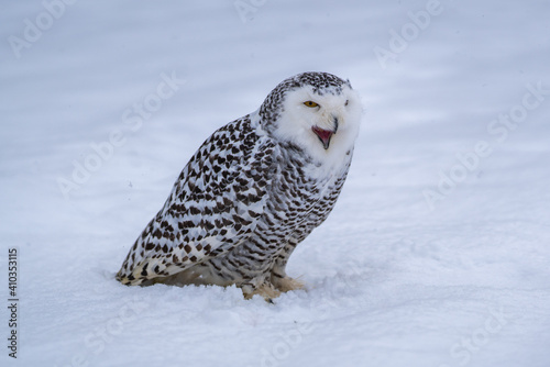 Snowy owl (bubo scandiacus) sitting it the snow and looking at camera with serious expression and eyes half closed. Backlit subject with considerable detail. photo