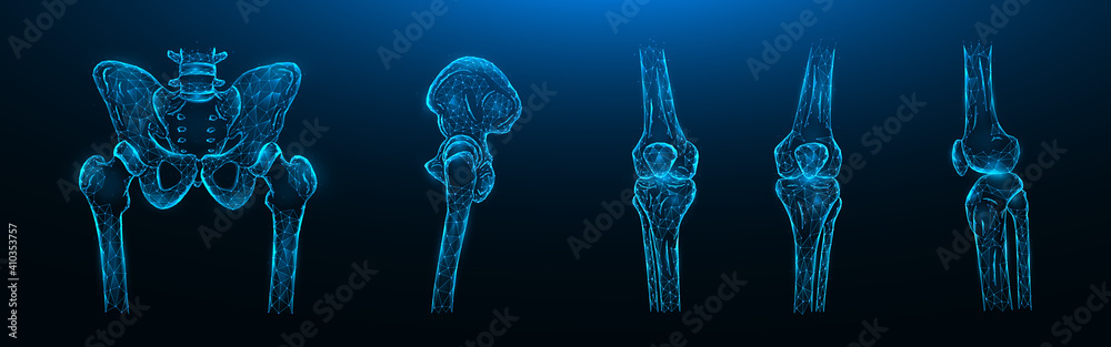 Polygonal vector illustration of the bones of the pelvis, hip joint and knee joints on a dark blue background. Human skeleton anatomy medical template. Polygonal vector illustration of the bones of the pelvis, hip joint and knee joints on a dark blue background. Human skeleton anatomy medical template.