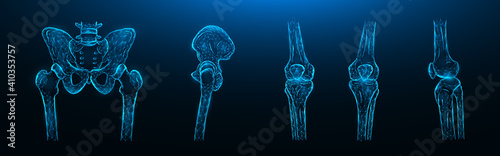 Polygonal vector illustration of the bones of the pelvis, hip joint and knee joints on a dark blue background. Human skeleton anatomy medical template. photo