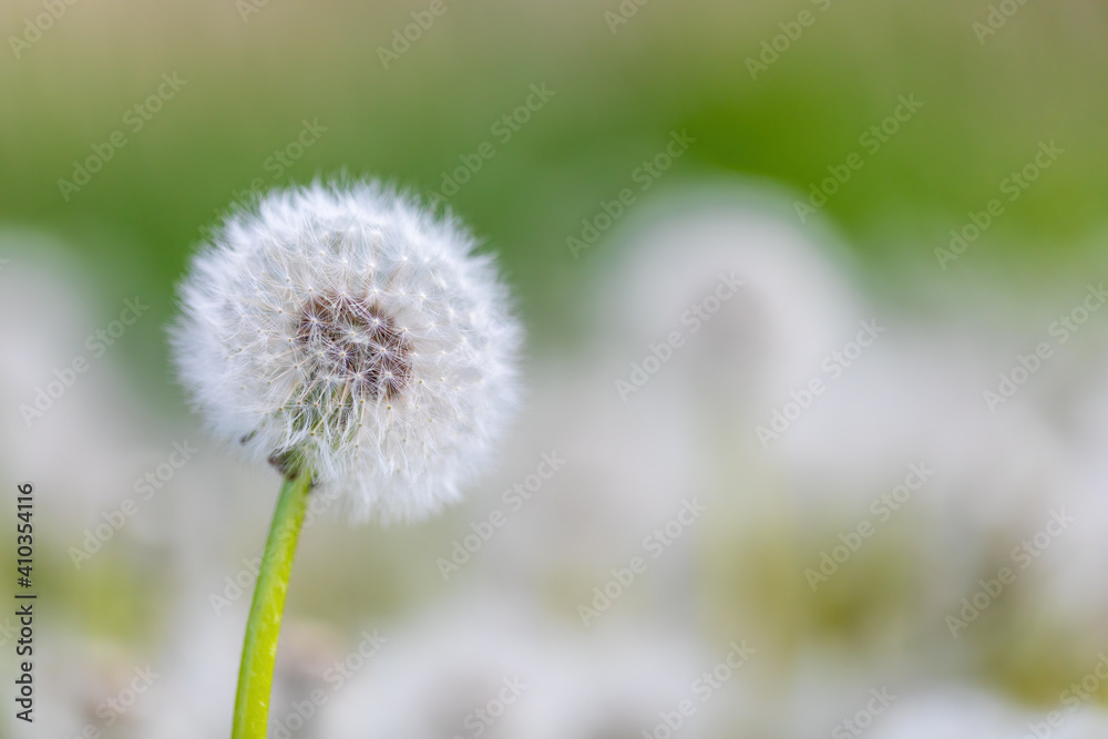 Beautiful dandelion flower with shallow focus in springtime, natural spring background. Blooming meadow. Beautiful dandelion flower with shallow focus in springtime, natural spring background. Blooming meadow.