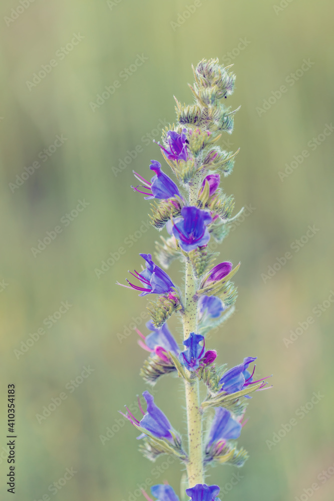Obraz premium Beautiful wild flowers poisonous plant Echium vulgare viper's bugloss and blueweed flowering in summer meadow.