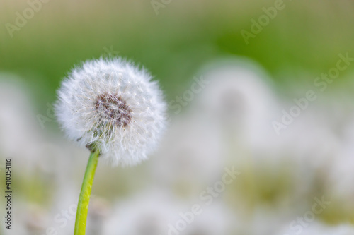 Beautiful dandelion flower with shallow focus in springtime  natural spring background. Blooming meadow.