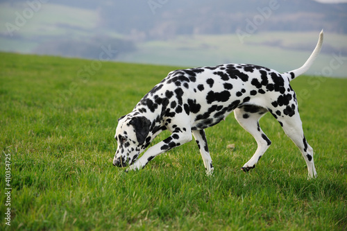dalmatian dog sniffing