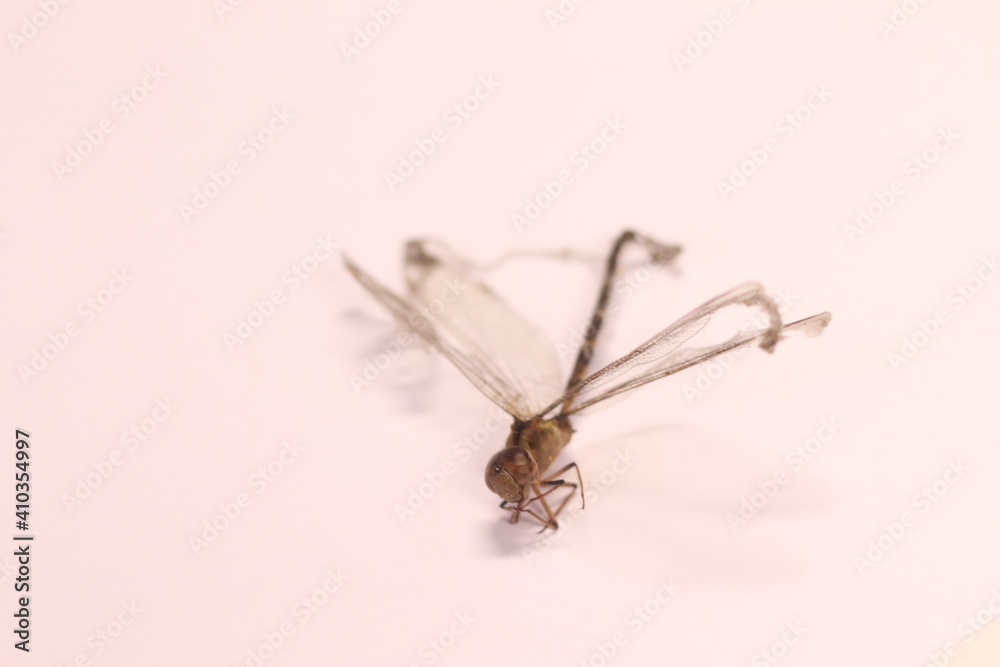 dead dragonfly caught by spider web dead dragonfly caught by spider web
