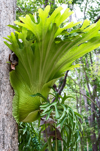 Platycerium superbum (commonly known as the staghorn fern, is a Platycerium species of fern)