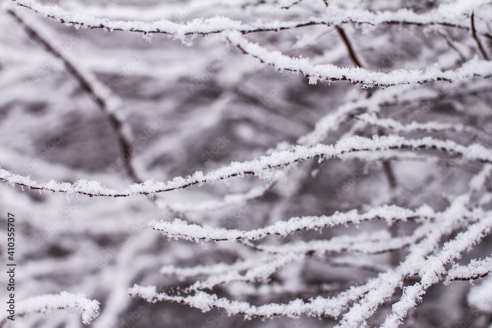 Dry tree branches with snow. Dry tree branches with snow.