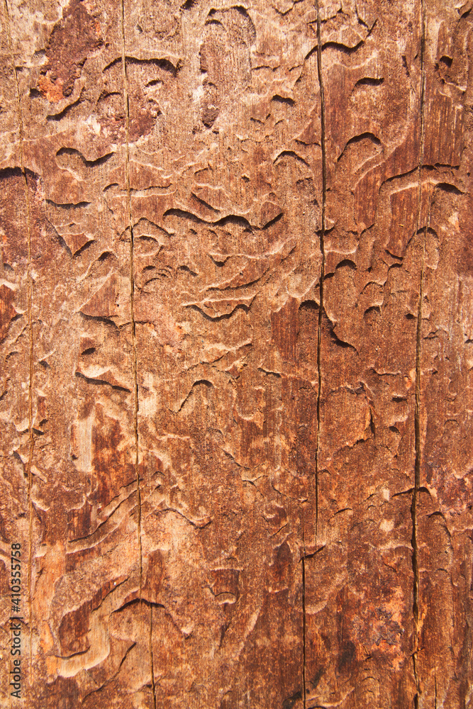 Informed wood texture, abstract background Informed wood texture, abstract background
