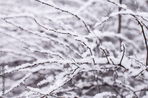 Dry tree branches with snow. © CreativebyLu