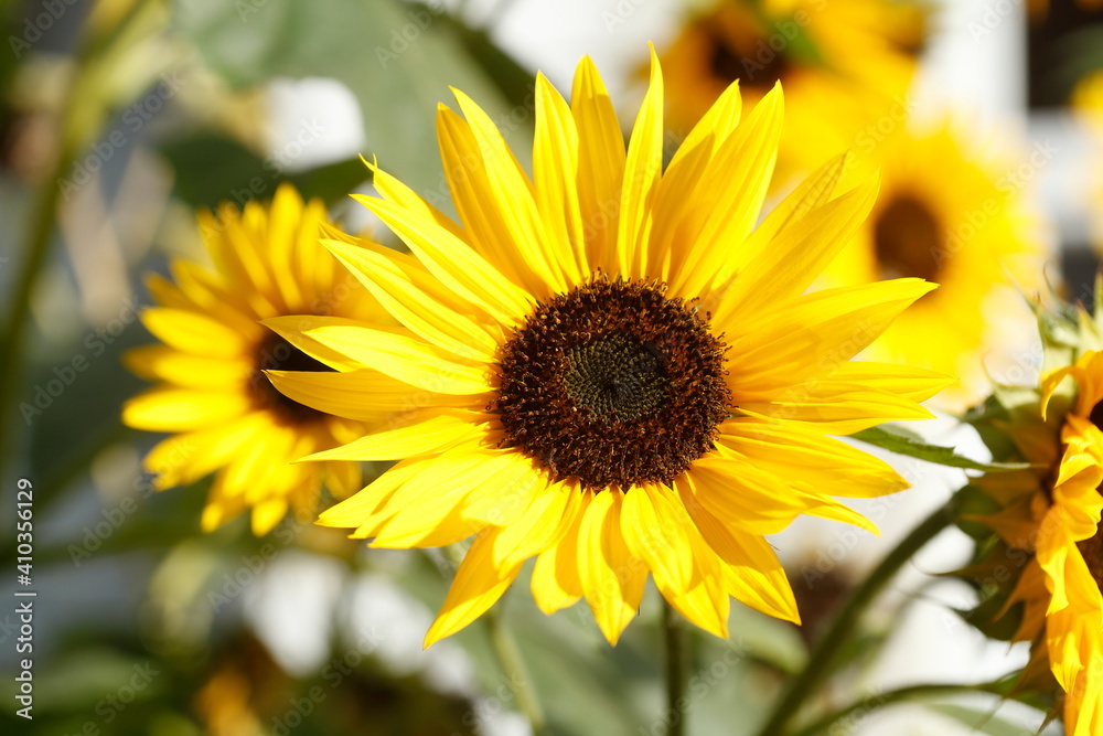 Fototapeta premium Sonnenblumen, Blume, Blüte, Deutschland, Europa