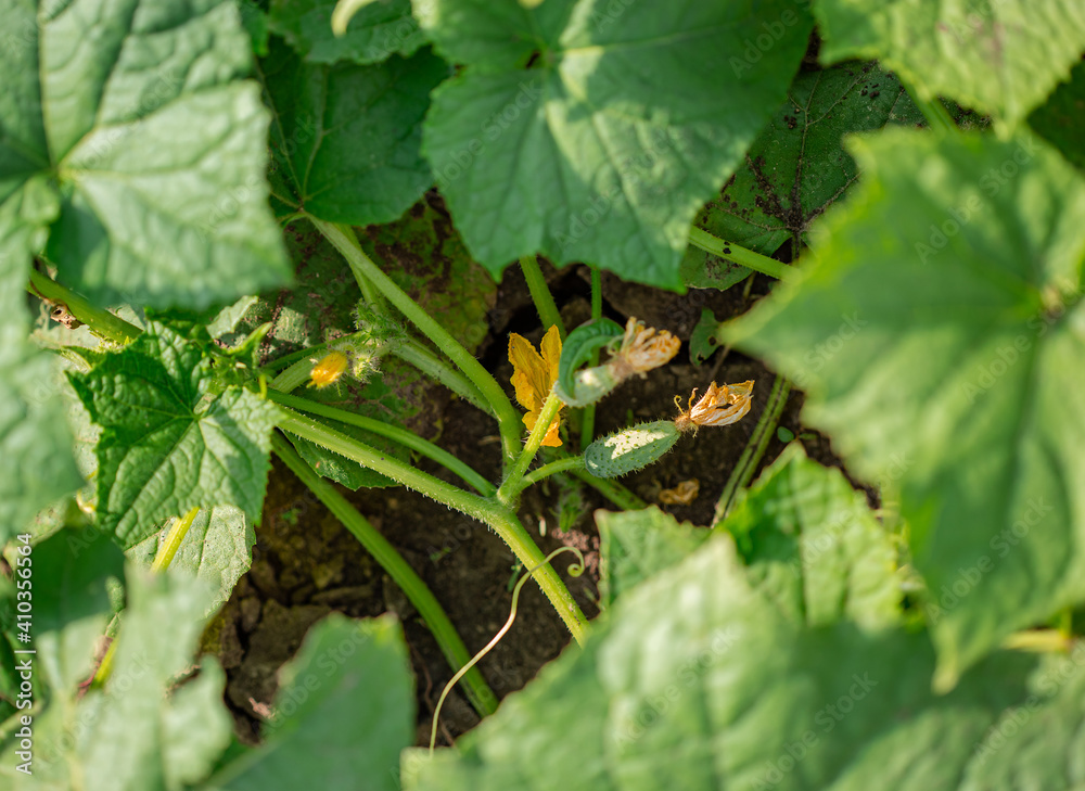 Fototapeta premium Young fresh green cucumbers grow in garden in open ground on brown soil background with copy space for text.