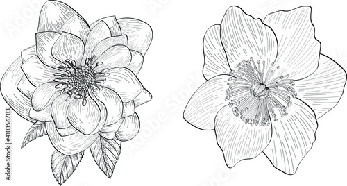 Hand drawn vector black line art. Christmas flowers outline illustration. Hellebore white flowers. Christmas star flower.
