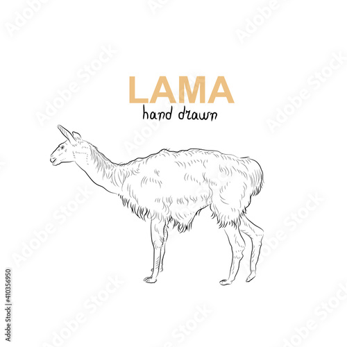 Sketch of lama. Handmade drawn.