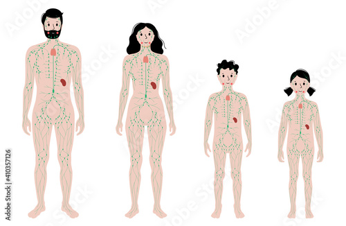 Lymphatic system in human body