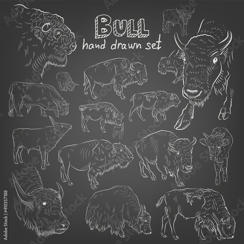 Sketch. Set of different bulls. Chalk style. Hand drawn.