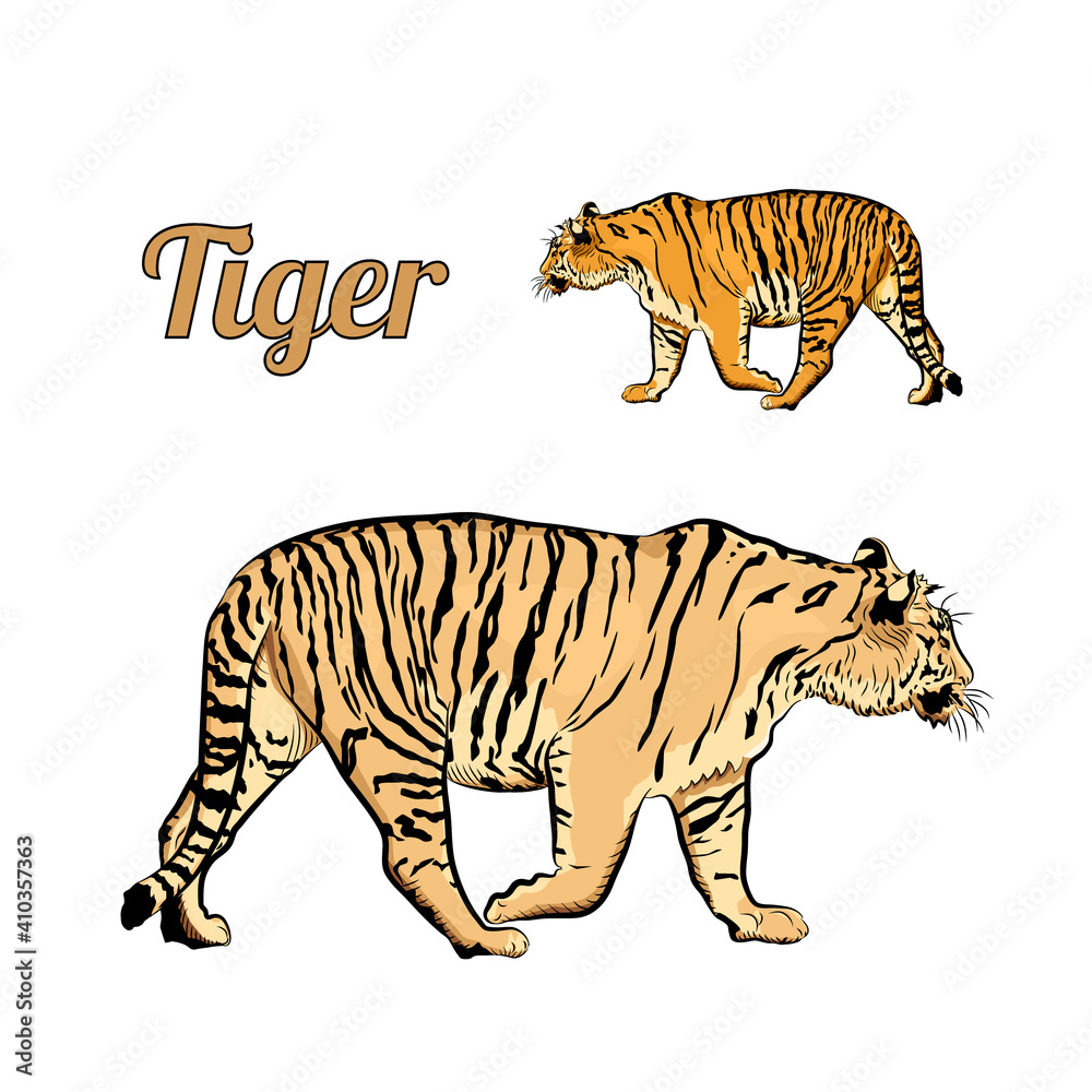 Obraz premium Tiger is walking. Two nature tones.