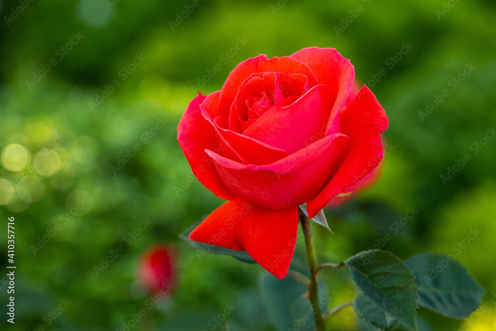 Red Rose Red Rose