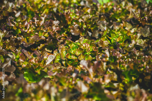 Green Lettuce leaves on garden beds in the vegetable field. Gardening background with green Salad plants in the open ground