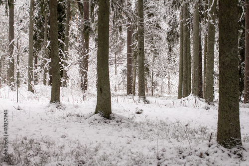 Photo of the winter forest.