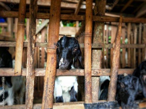 goats near the fence on the farm. The herd of domestic young spotted white and black goat. Closeup image in the livestock pen.