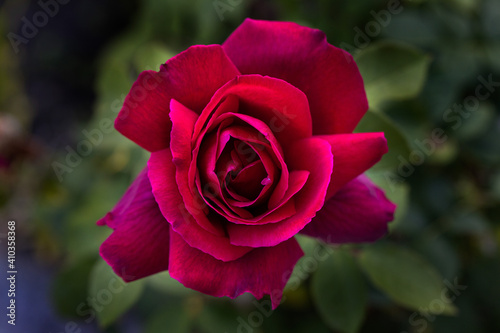Purple Rose from the top