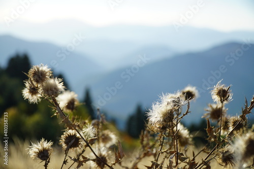 Dry beautiful grass on a background of mountains