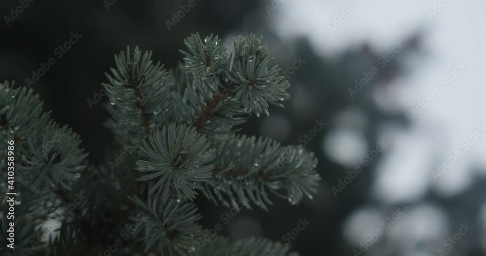 a branch of a blue spruce with droplets of melted snow or rain. raindrops on a coniferous tree. cinema 4k a branch of a blue spruce with droplets of melted snow or rain. raindrops on a coniferous tree. cinema 4k