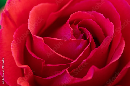 Red Rose Close Up