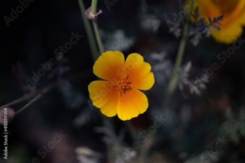 Californian Poppy (Eschscholzia Californica)