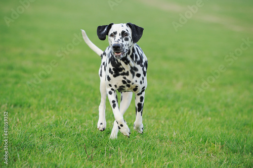 dalmatian dog running